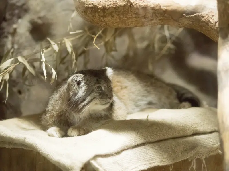 A photograph of Klyon in Ueno Zoological Gardens