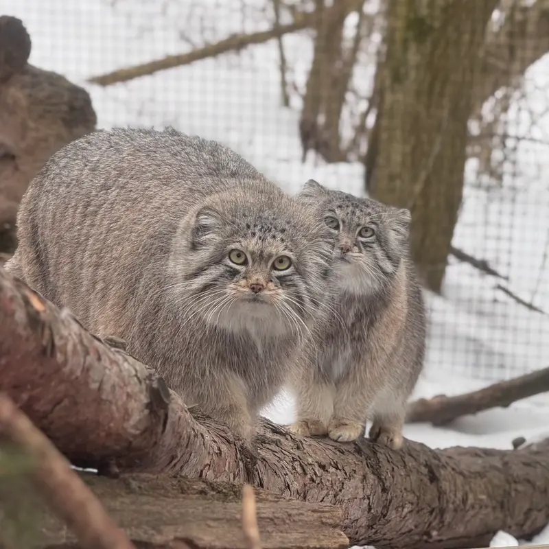 A photograph of Dean and Brie in Oglebay Good Zoo