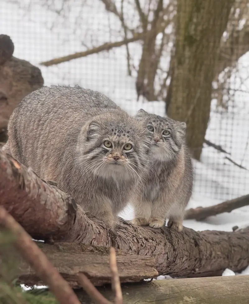 A photograph of Dean and Brie in Oglebay Good Zoo
