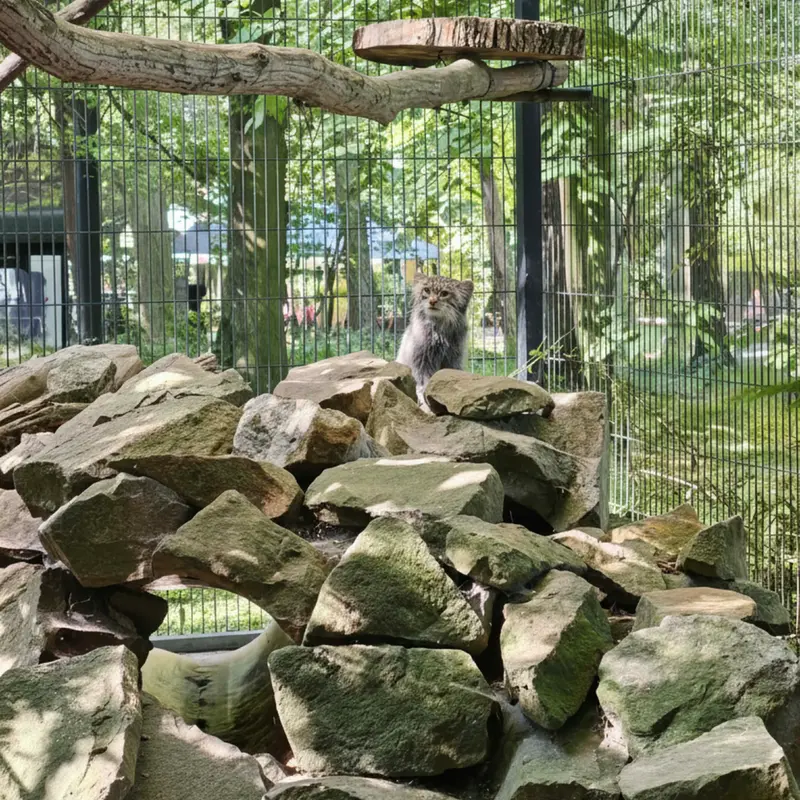 A photograph of Tsas in Kraków Zoo
