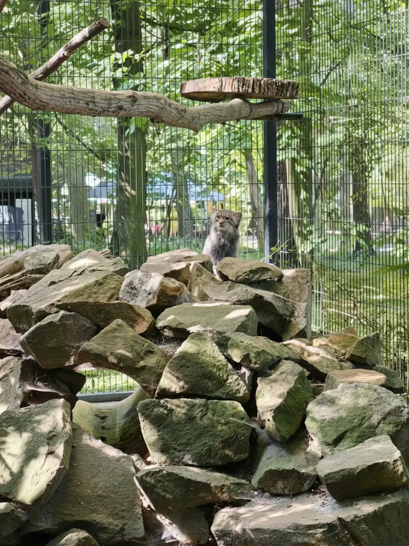 A photograph of Tsas in Kraków Zoo