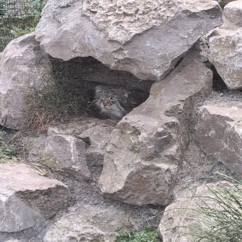 A photograph of Khutga in The Lakeland Wildlife Oasis