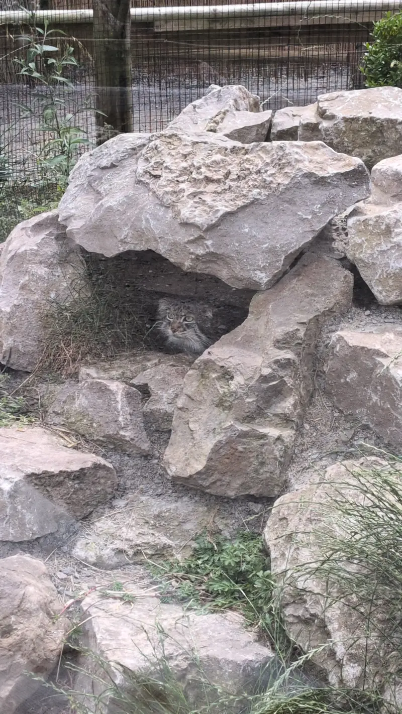 A photograph of Khutga in The Lakeland Wildlife Oasis