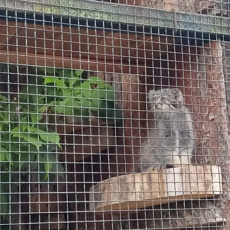 A photograph of a Pallas's cat