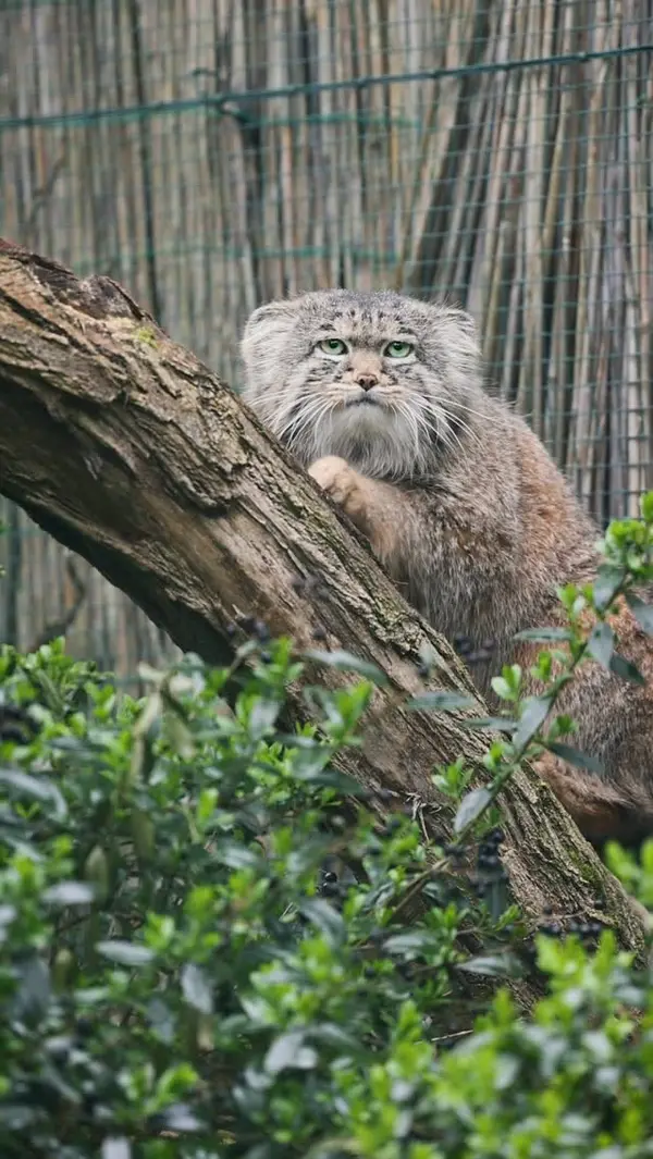 A photograph of Dersu in Dessau Zoo