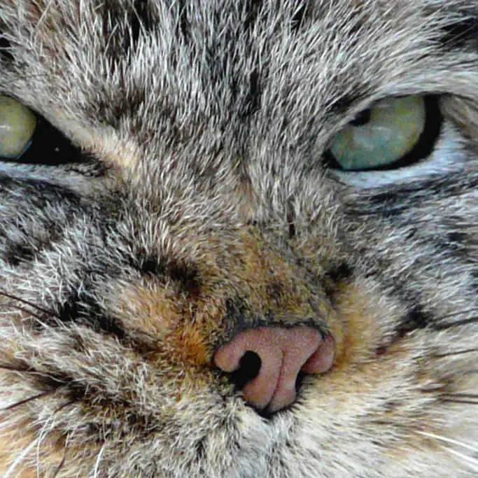 A photograph of a Pallas's cat in Potter Park Zoo