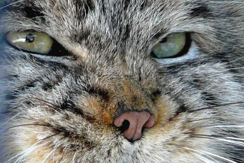 A photograph of a Pallas's cat in Potter Park Zoo