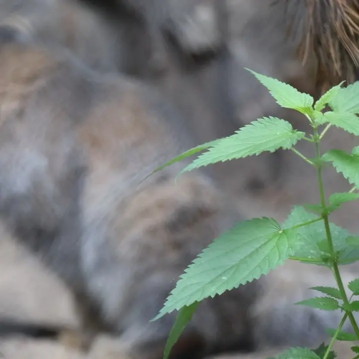 A photograph of a Pallas's cat in Novosibirsk Zoo