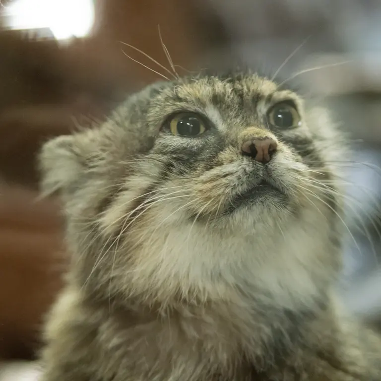 A photograph of Primula in Ueno Zoological Gardens