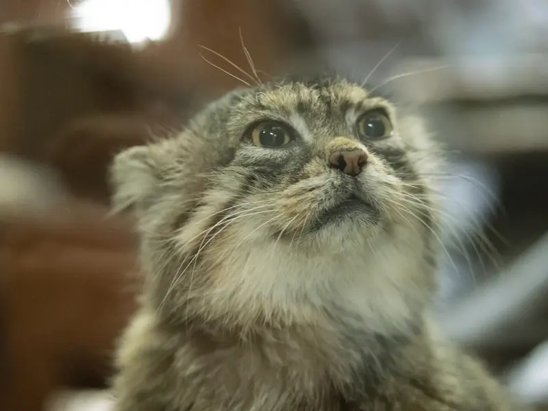 A photograph of Primula in Ueno Zoological Gardens