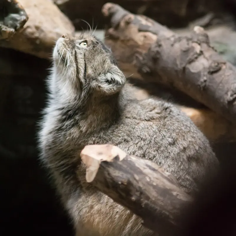 A photograph of Primula in Ueno Zoological Gardens