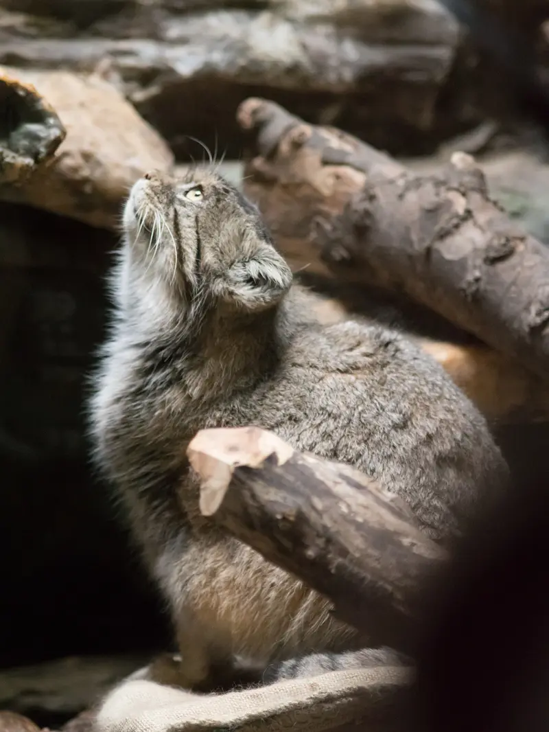 A photograph of Primula in Ueno Zoological Gardens