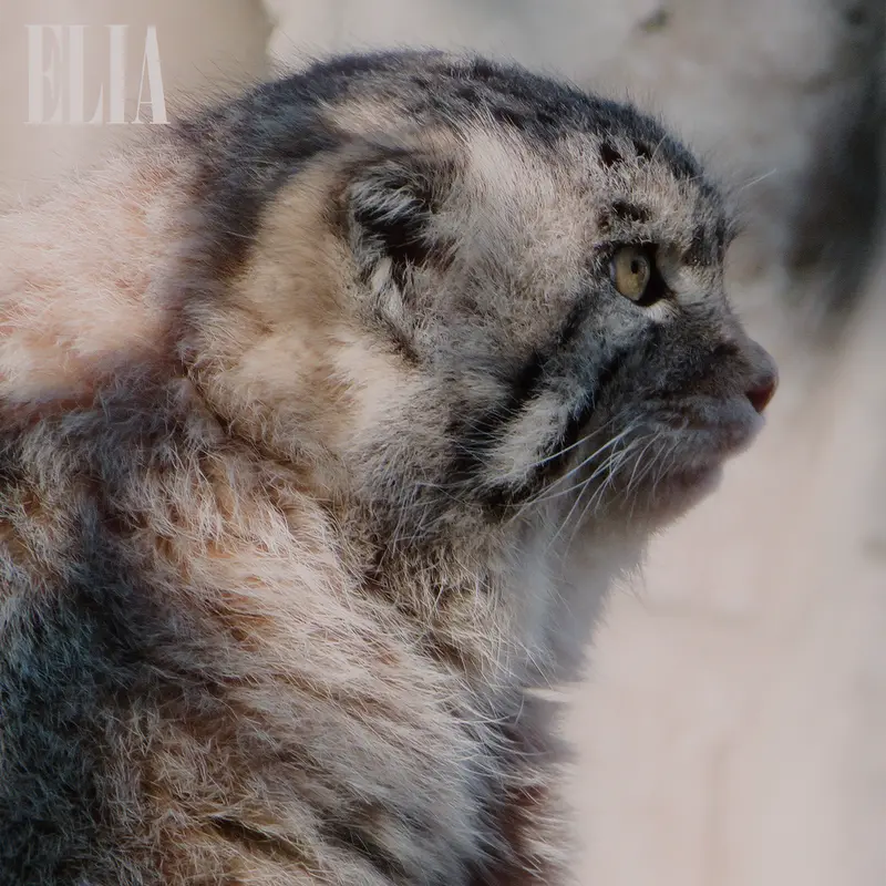 A photograph of Olaf in Calgary Zoo / Wilder Institute