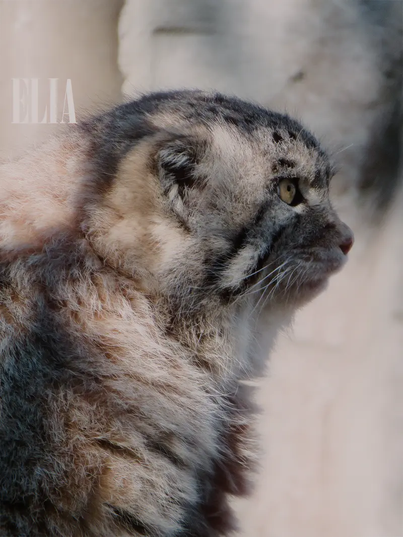 A photograph of Olaf in Calgary Zoo / Wilder Institute