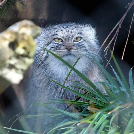 A photograph of Stubsi in Hellabrunn zoo