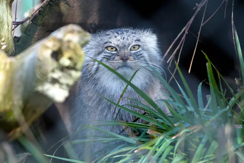 A photograph of Stubsi in Hellabrunn zoo