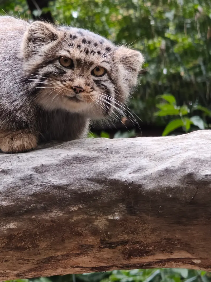 A photograph of a Pallas's cat in Novosibirsk Zoo