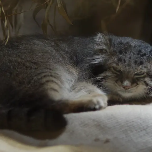 A photograph of a Pallas's cat in Ueno Zoological Gardens