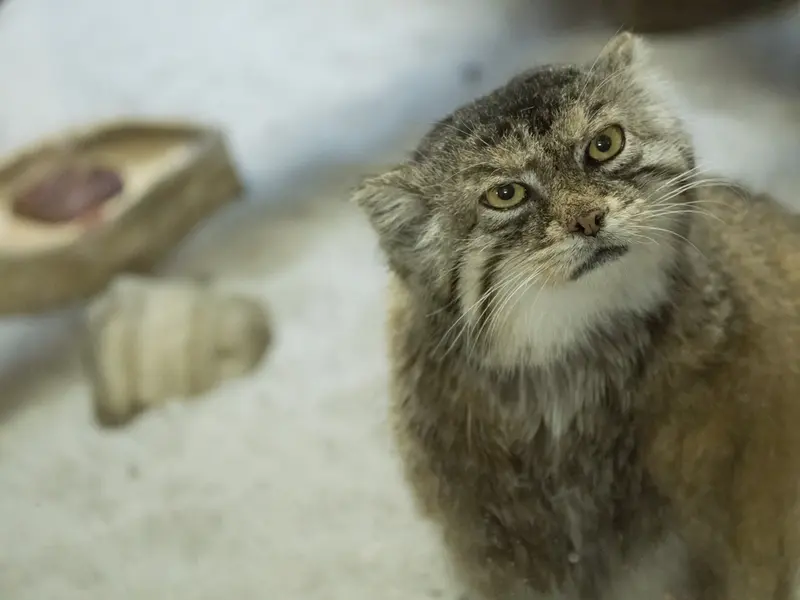 A photograph of Primula in Ueno Zoological Gardens
