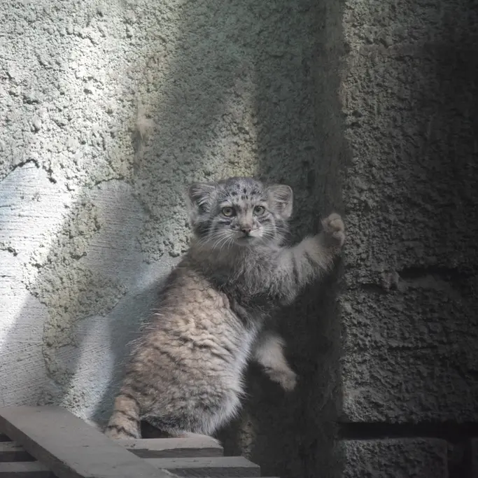 A photograph of Boris Ⅱ in Budapest Zoo & Botanical Garden