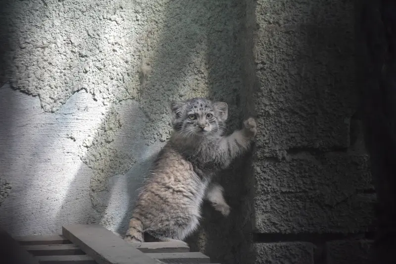 A photograph of Son of Lucy b. 2026 in Budapest Zoo & Botanical Garden