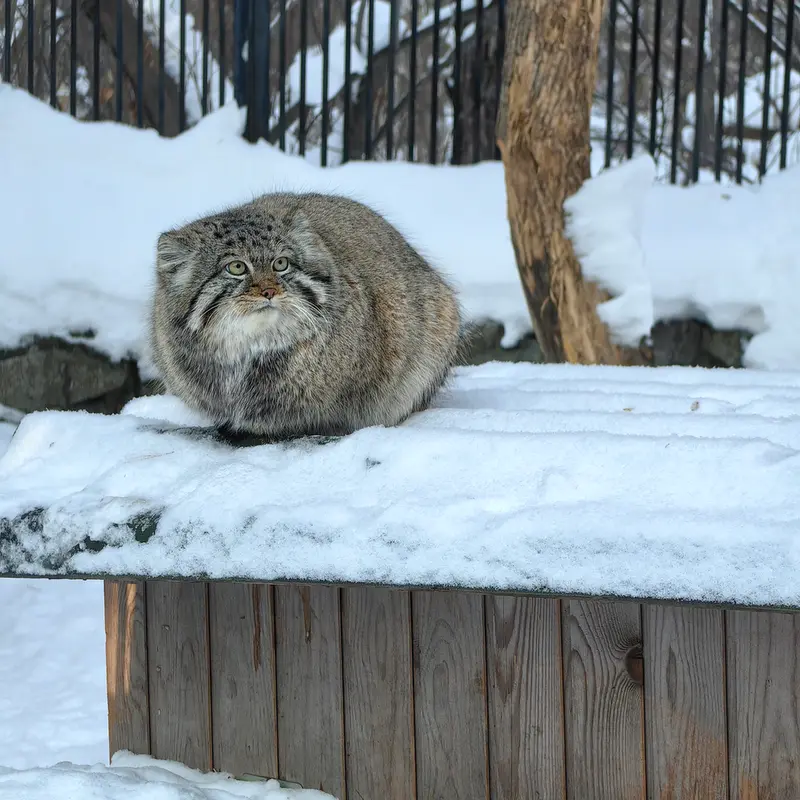 A photograph of Son of Eve 2023 Ⅳ in Novosibirsk Zoo
