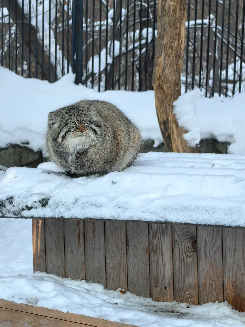 A photograph of Son of Eve 2023 Ⅳ in Novosibirsk Zoo
