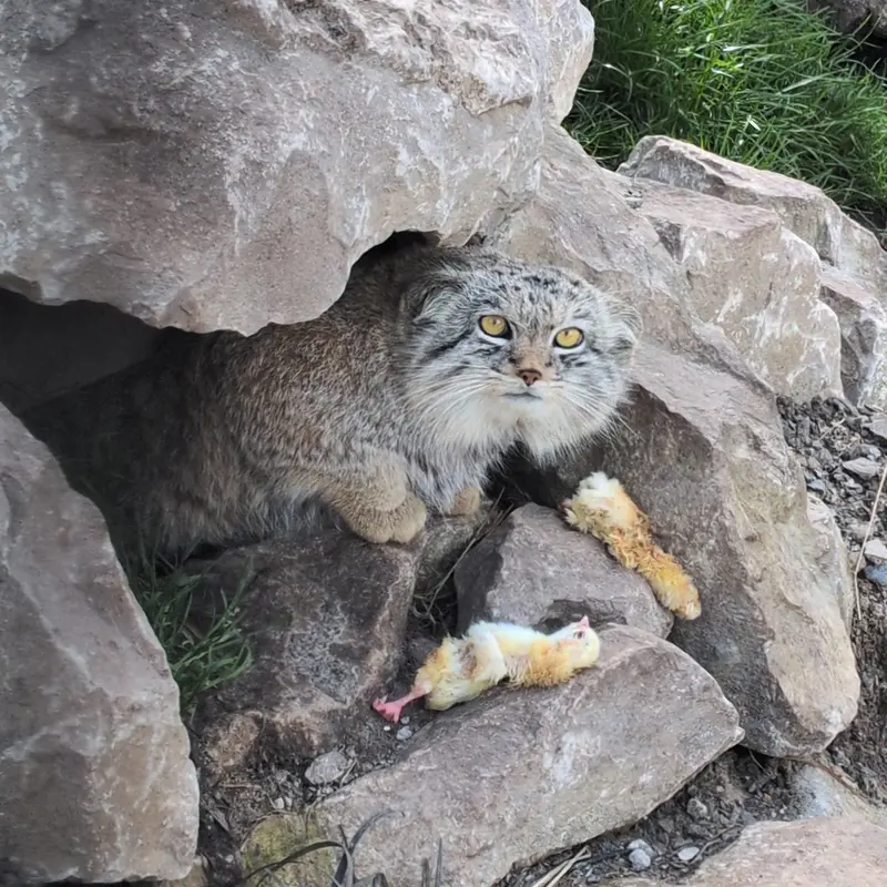 A photograph of Bat-Erdene in The Lakeland Wildlife Oasis