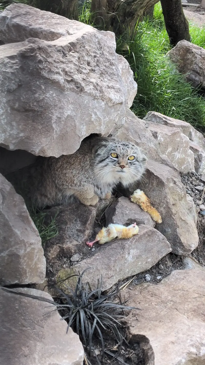 A photograph of Bat-Erdene in The Lakeland Wildlife Oasis