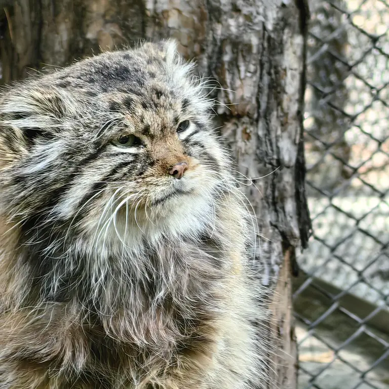 A photograph of Zelenogorsk in Novosibirsk Zoo