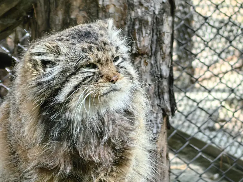 A photograph of Zelenogorsk in Novosibirsk Zoo