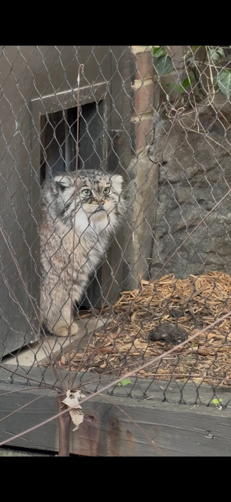 A photograph of a Pallas's cat