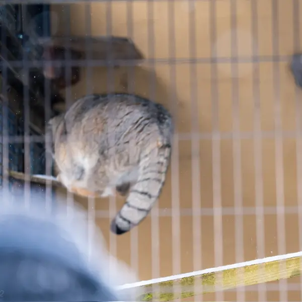 A photograph of Grusha in Asahiyama Zoo