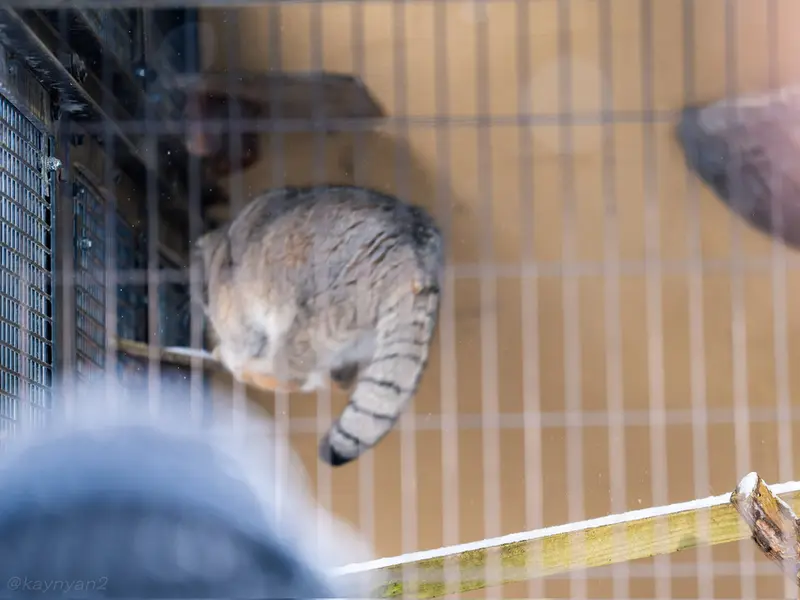 A photograph of Grusha in Asahiyama Zoo