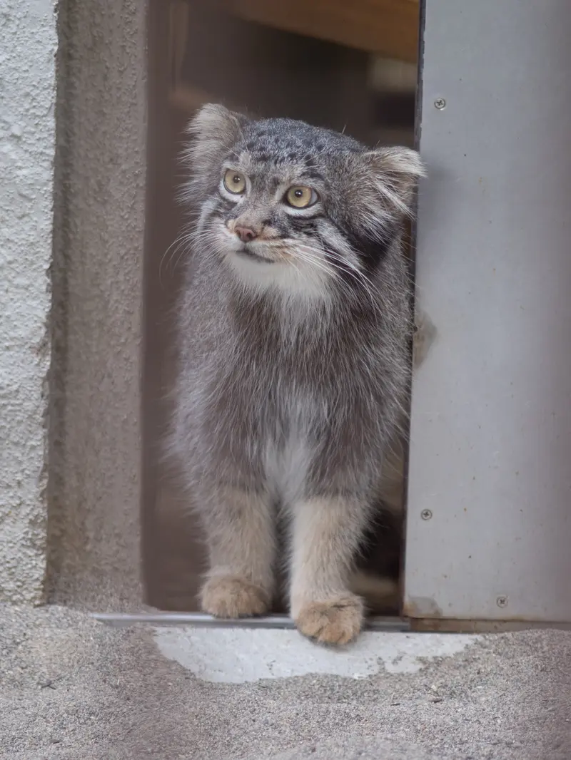 A photograph of Figa in Nogeyama Zoo