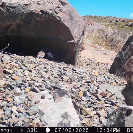 A photograph of a Pallas's cat from Kiikbai camera trap