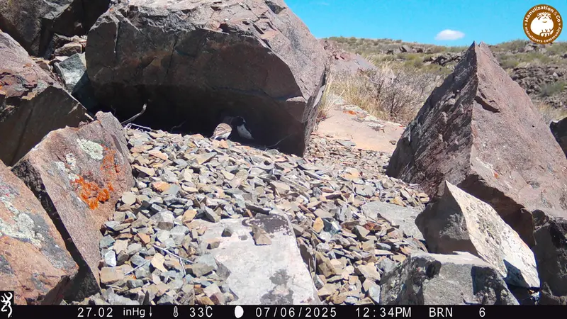 A photograph of a Pallas's cat from Kiikbai camera trap