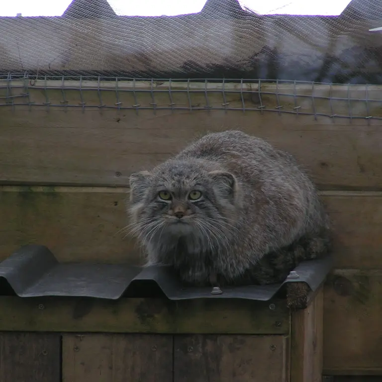 A photograph of Altai in The Lakeland Wildlife Oasis