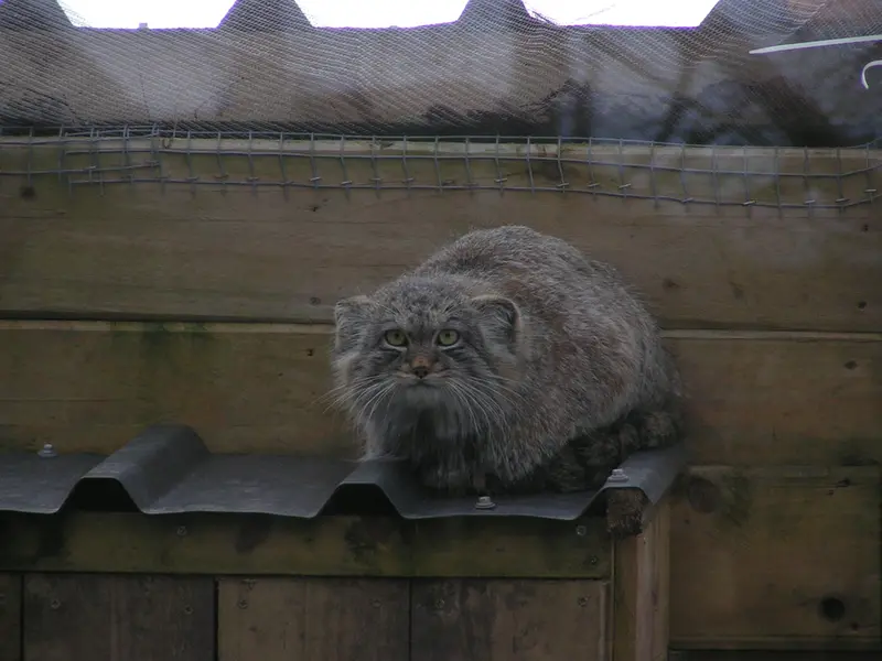 A photograph of Altai in The Lakeland Wildlife Oasis