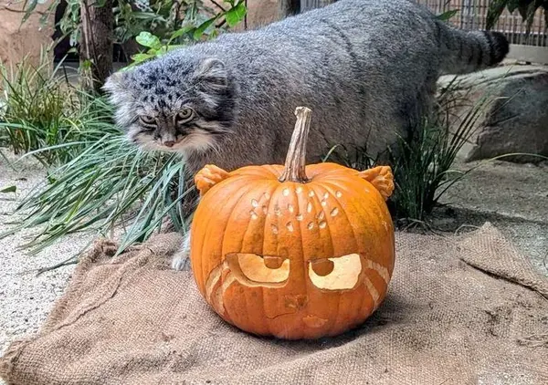 A photograph of Iris