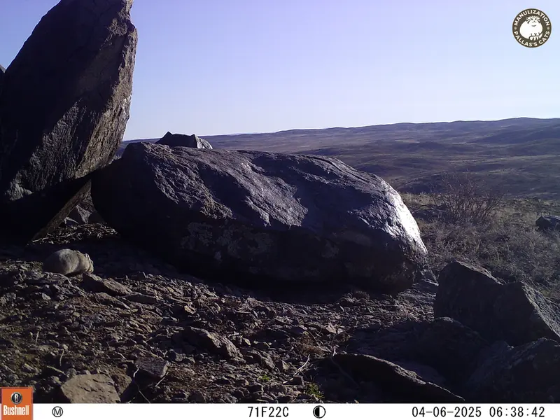 A photograph of Kazakh pika from Koshkar camera trap