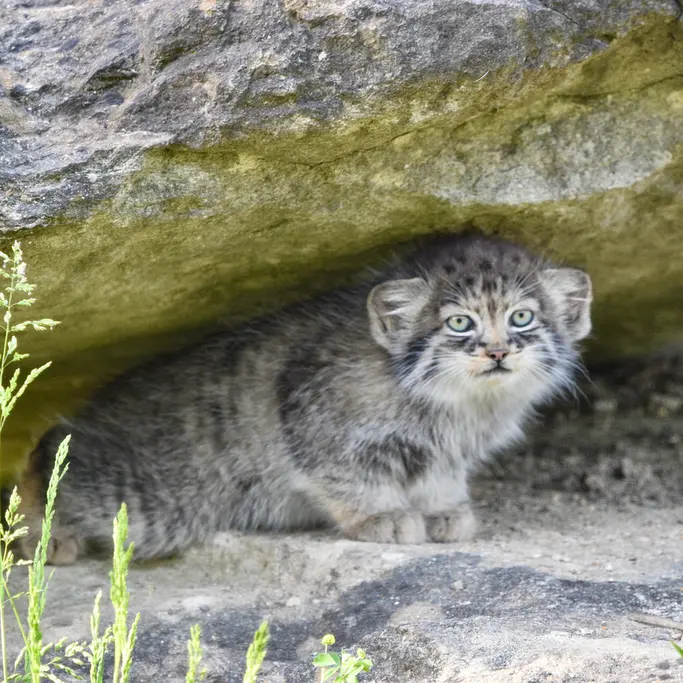 A photograph of a Pallas's cat in Port Lympne Wild Animal Park