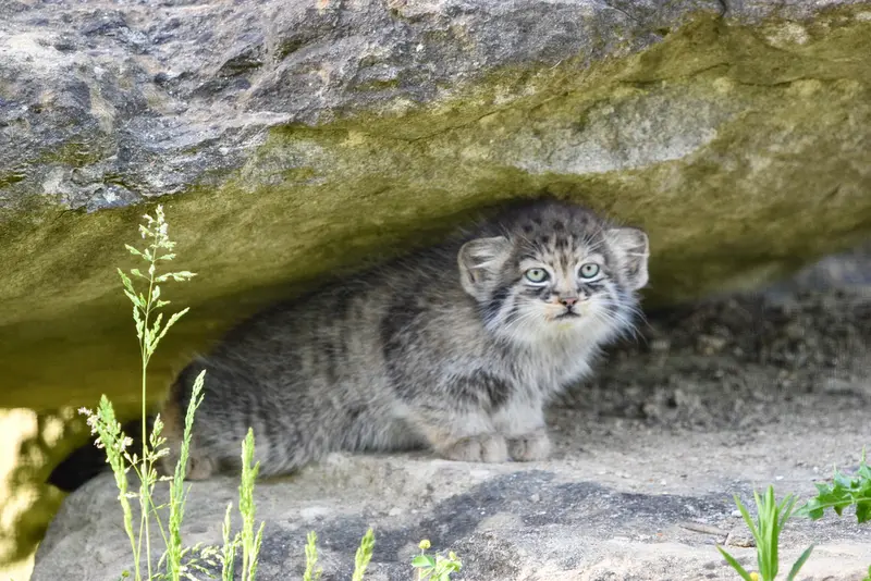 A photograph of a Pallas's cat in Port Lympne Wild Animal Park