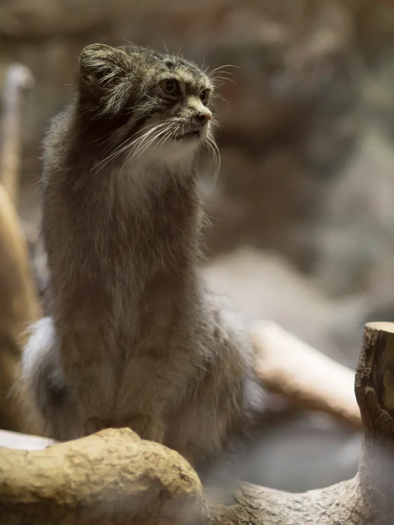 A photograph of Klyon in Ueno Zoological Gardens