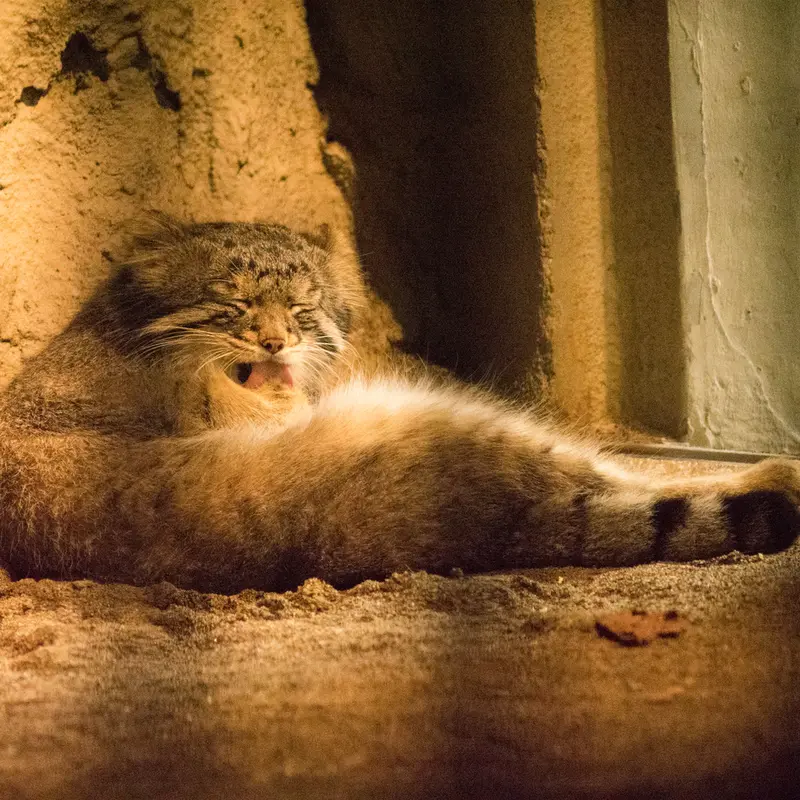 A photograph of Figa in Nogeyama Zoo