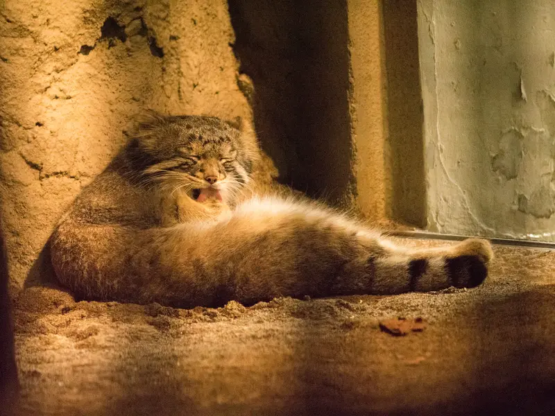 A photograph of Figa in Nogeyama Zoo