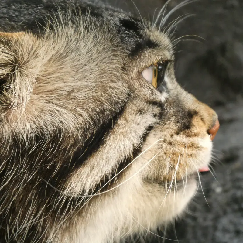 A photograph of Grusha in Asahiyama Zoo