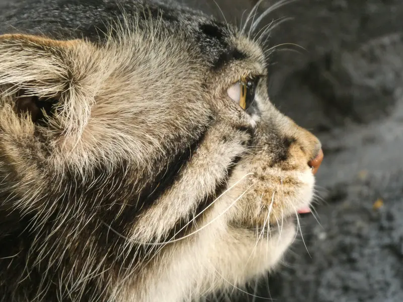 A photograph of Grusha in Asahiyama Zoo