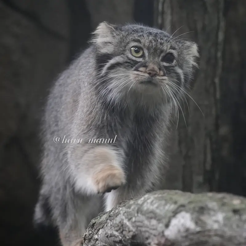 A photograph of Abrikos in Nasu Animal Kingdom