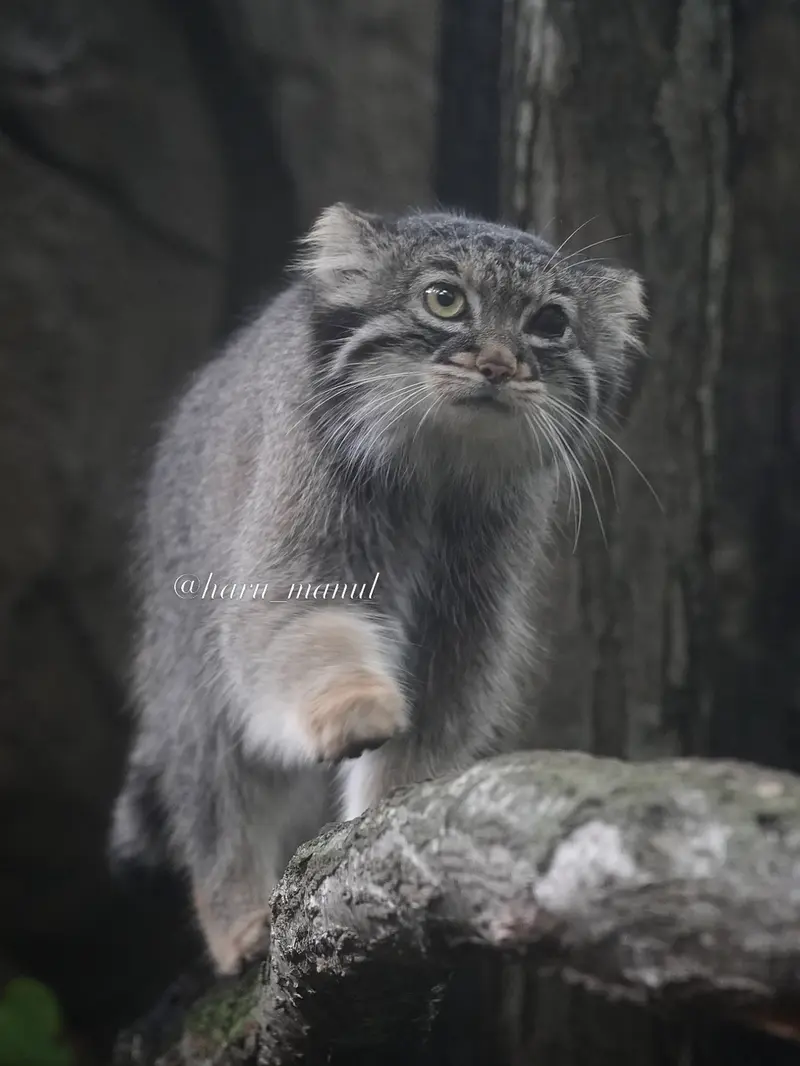 A photograph of Abrikos in Nasu Animal Kingdom